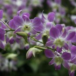Several Orchids